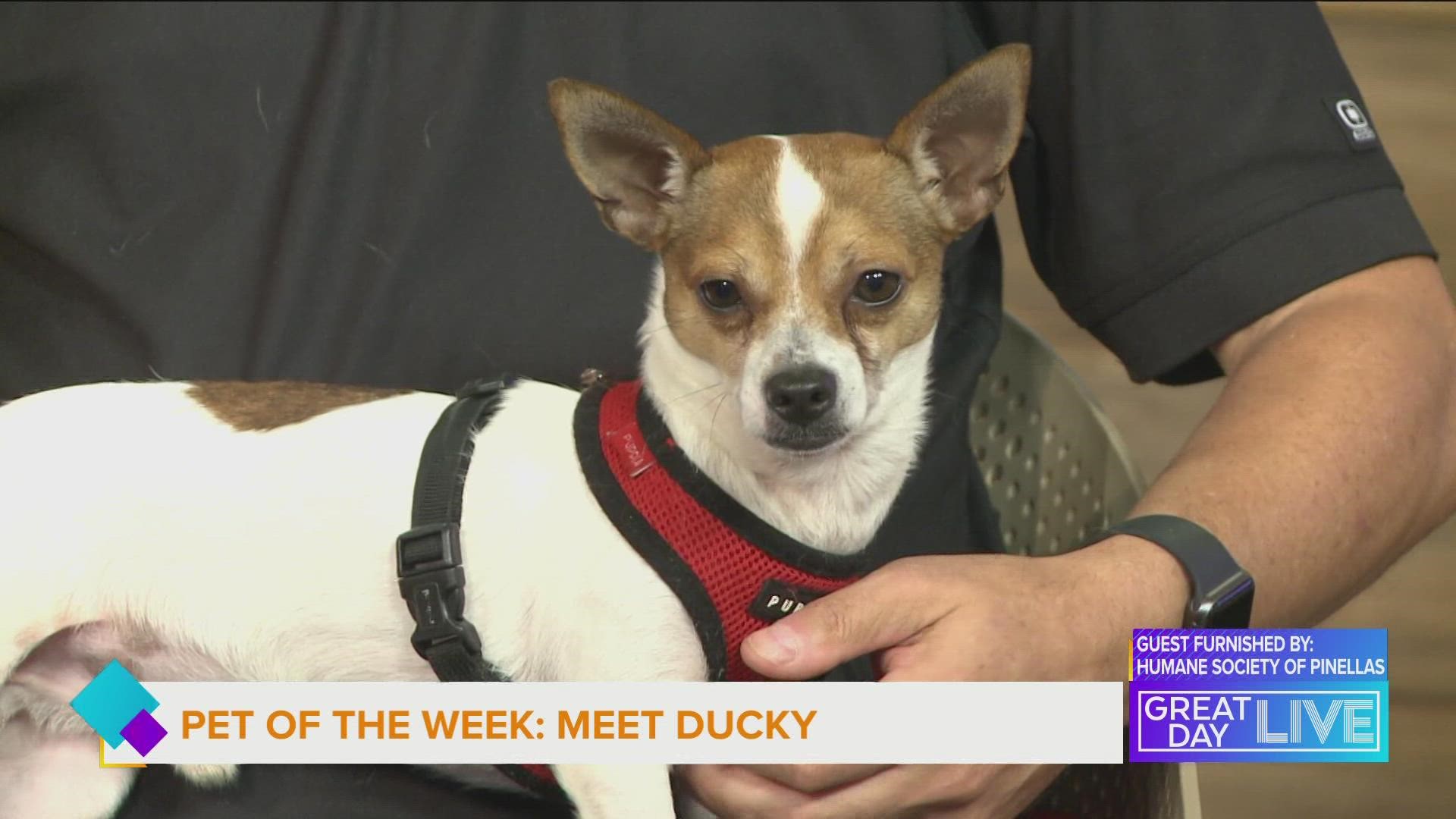 Pet of the week: Meet Ducky