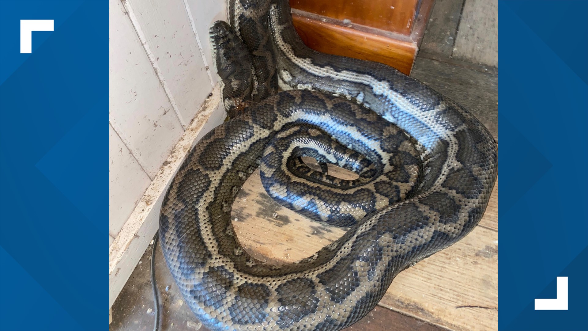 Two fat pythons fighting over female fall through kitchen ceiling ...