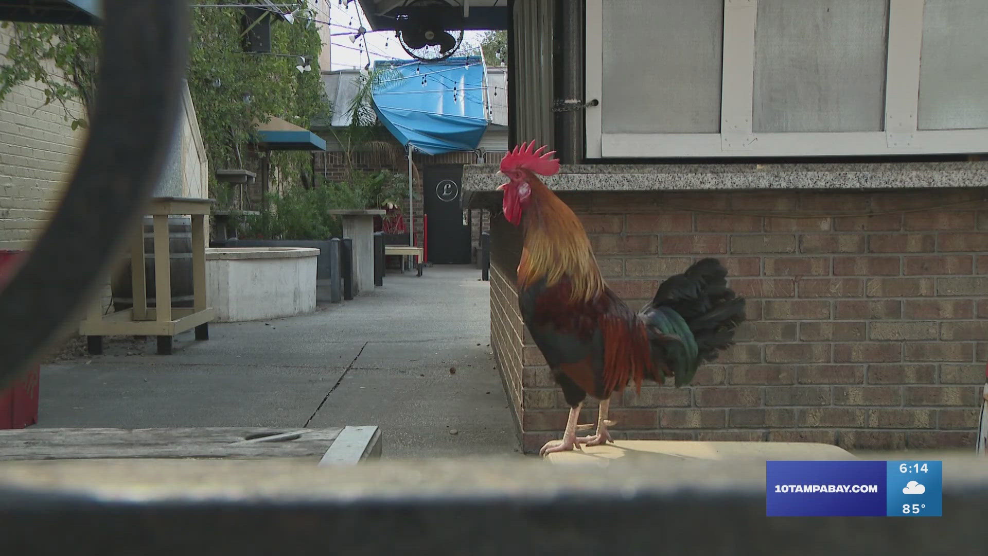 For more than a century, chickens have waltzed through the streets of the Ybor City neighborhood in Tampa.