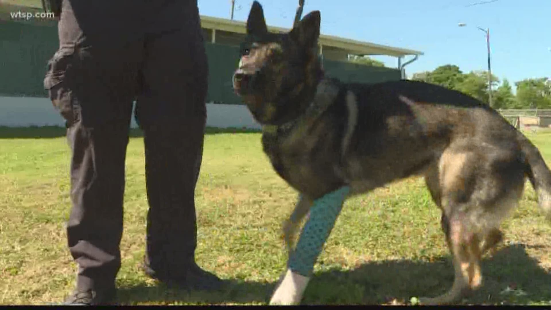 In an exclusive story, we learn how the dog is recovering from his wounds.