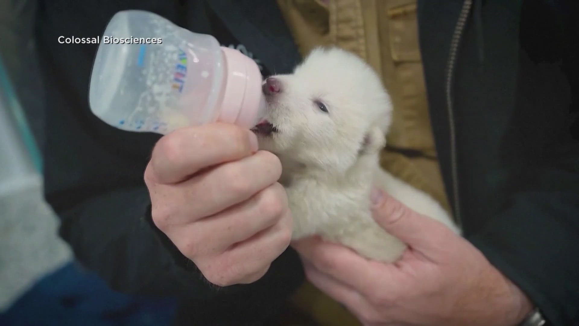 Three dire wolf pups – two boys and a girl – were successfully birthed back in October. 
