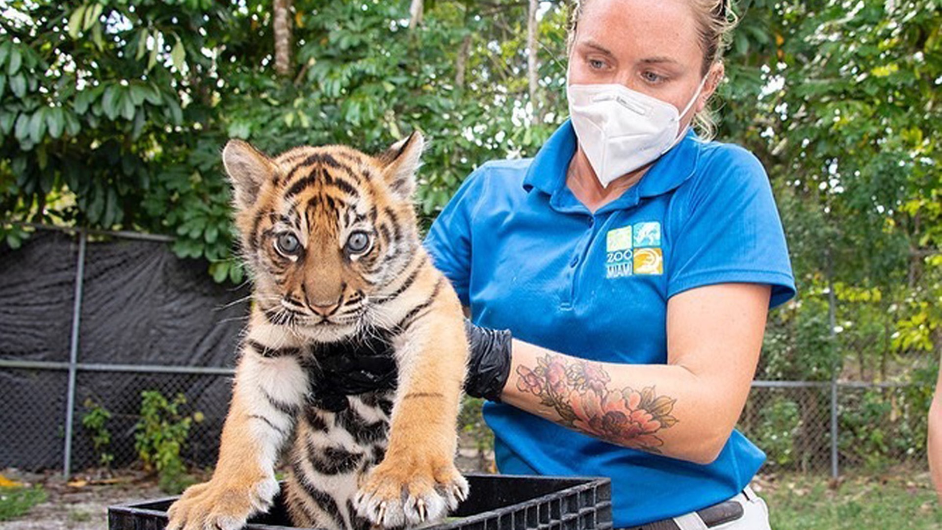 sumatran-tiger-cub-born-at-zoo-miami-wtsp