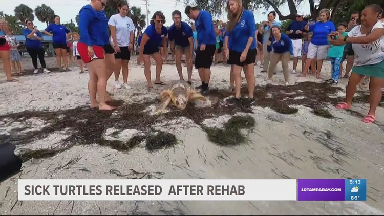 Sick sea turtles released back into Gulf waters after undergoing rehab