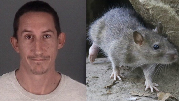 New Port Richey man hit girlfriend's son in pet rat argument, deputies ...