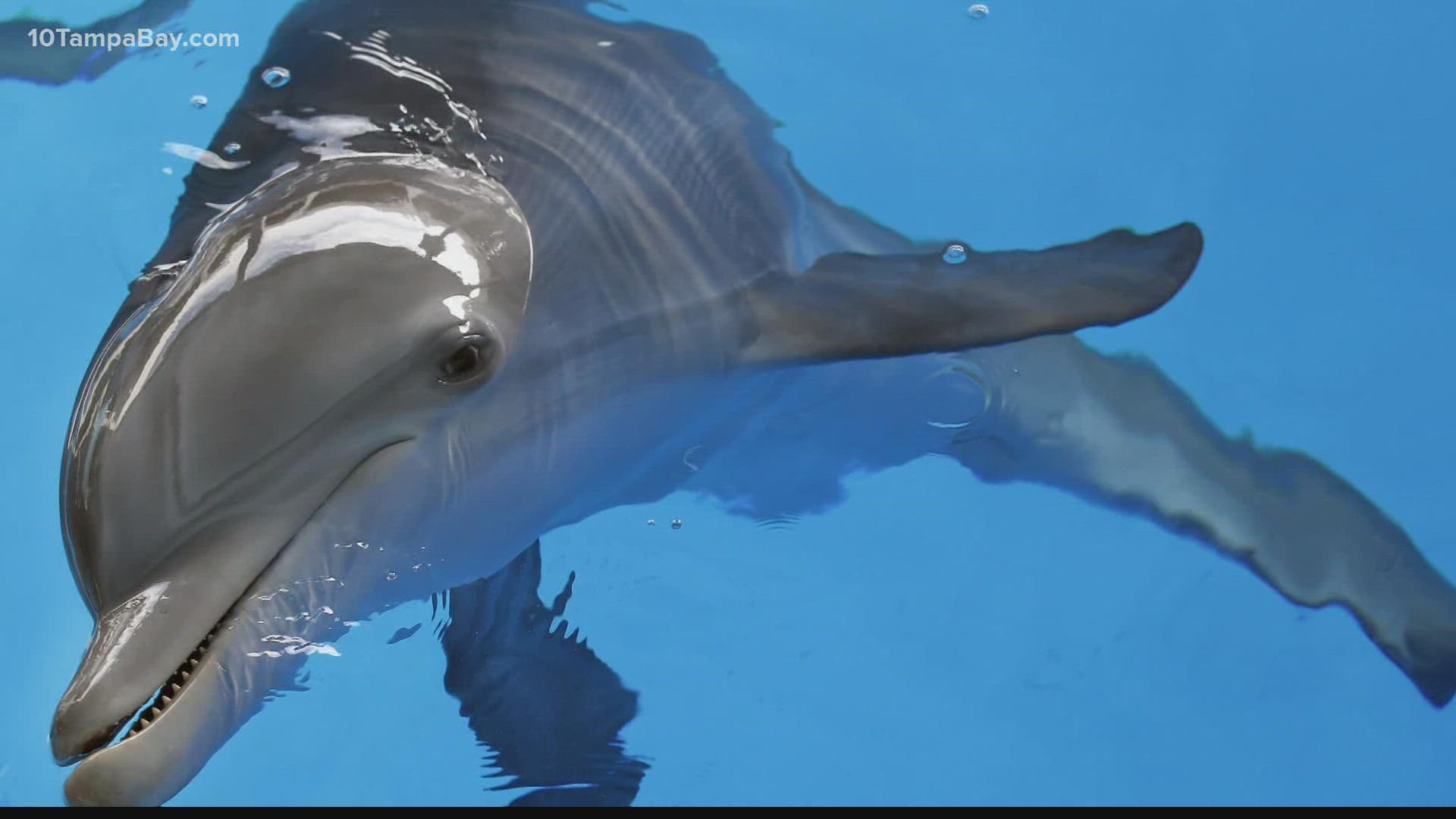 The 16-year-old Atlantic bottlenose dolphin has been receiving around-the-clock care since falling ill.