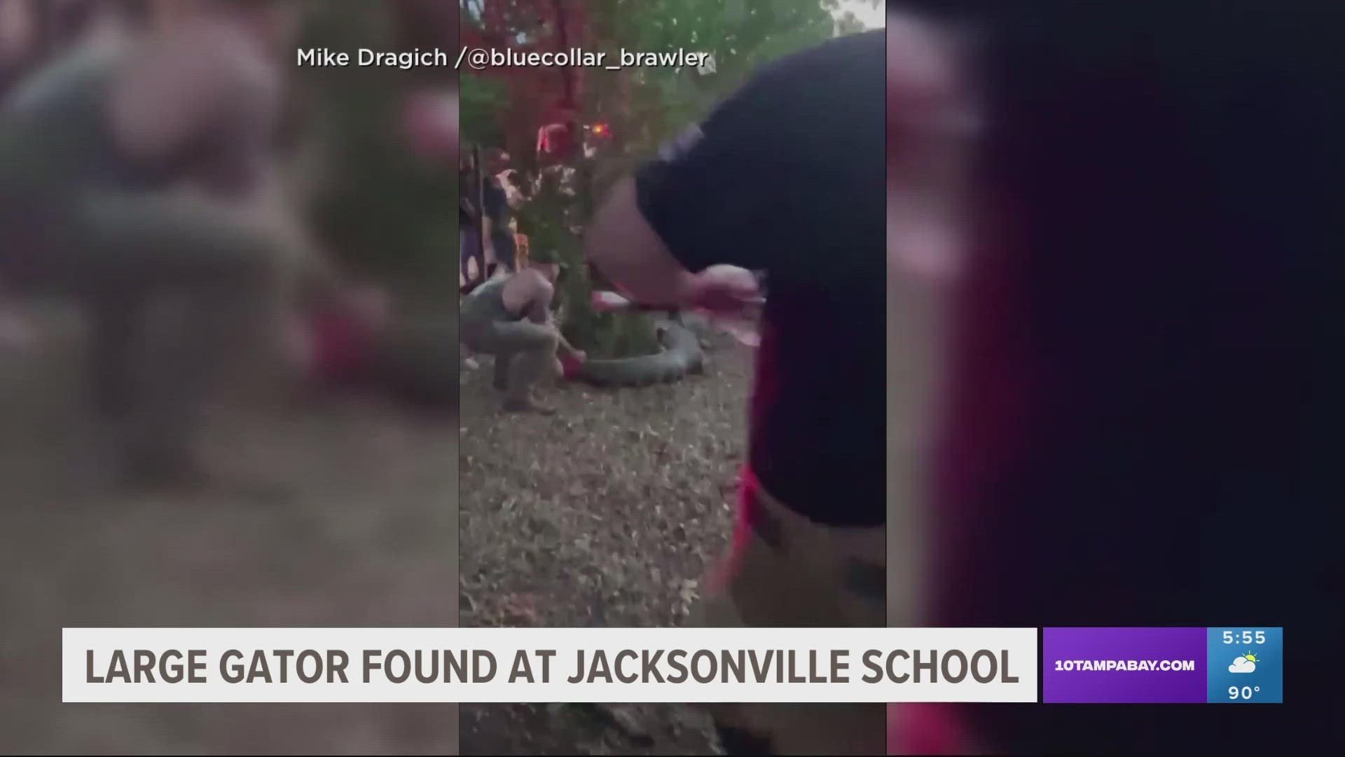 Mike Dragich who's also an FWC alligator trapper captured the 10-foot gator with a crowd watching Sunday night.