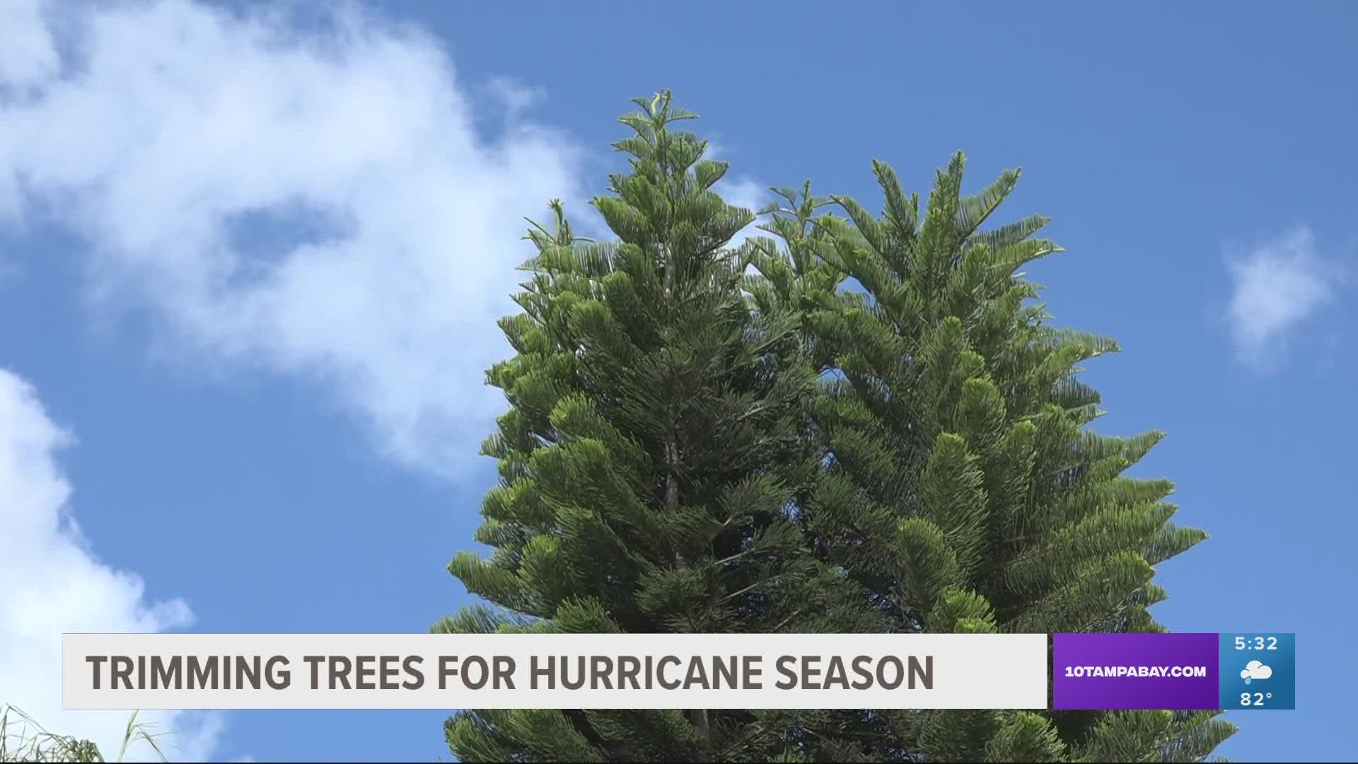 Experts said homeowners must take every safety concern seriously and should not wait until a hurricane is on the horizon to do tree preparations