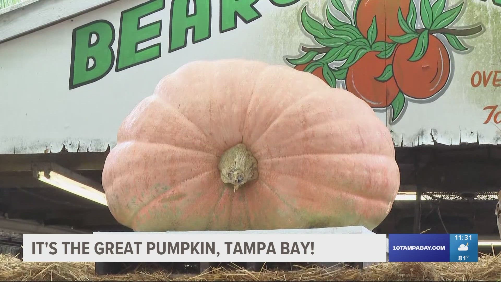 People will be able to catch a glimpse of this record-setting pumpkin all month long at Bearss Groves.