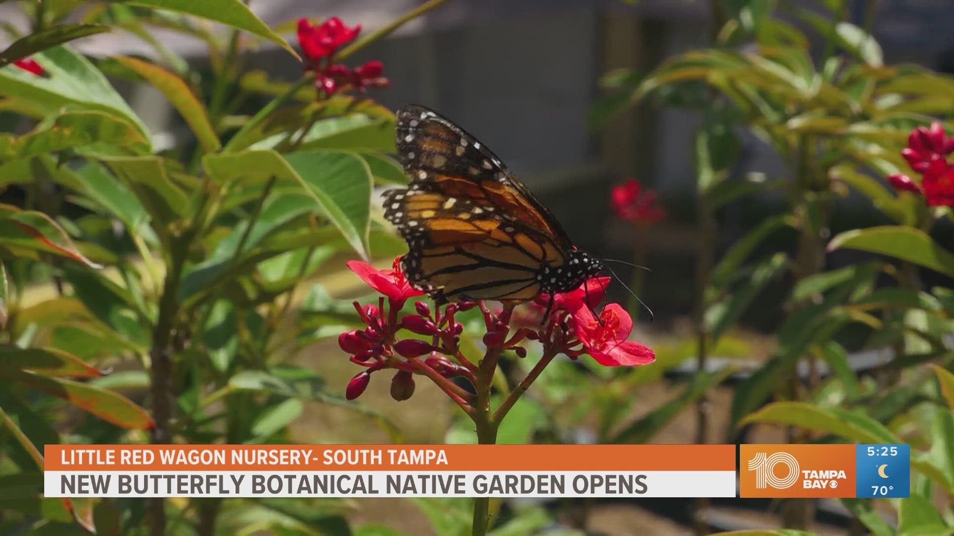 The Tampa Bay Butterfly Foundation will unveil its new native plant garden this Sunday at the Little Red Wagon Native Nursery in South Tampa.