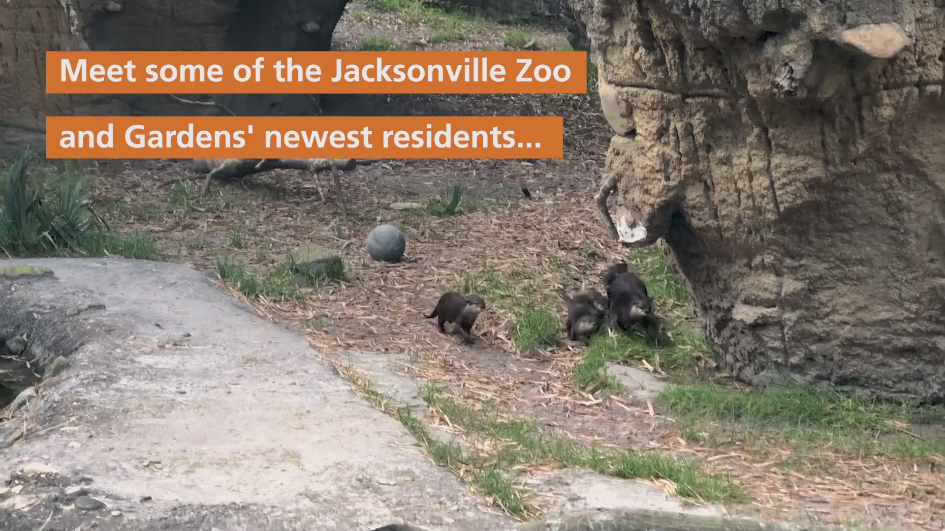Jacksonville Zoo and Gardens show off otter pups