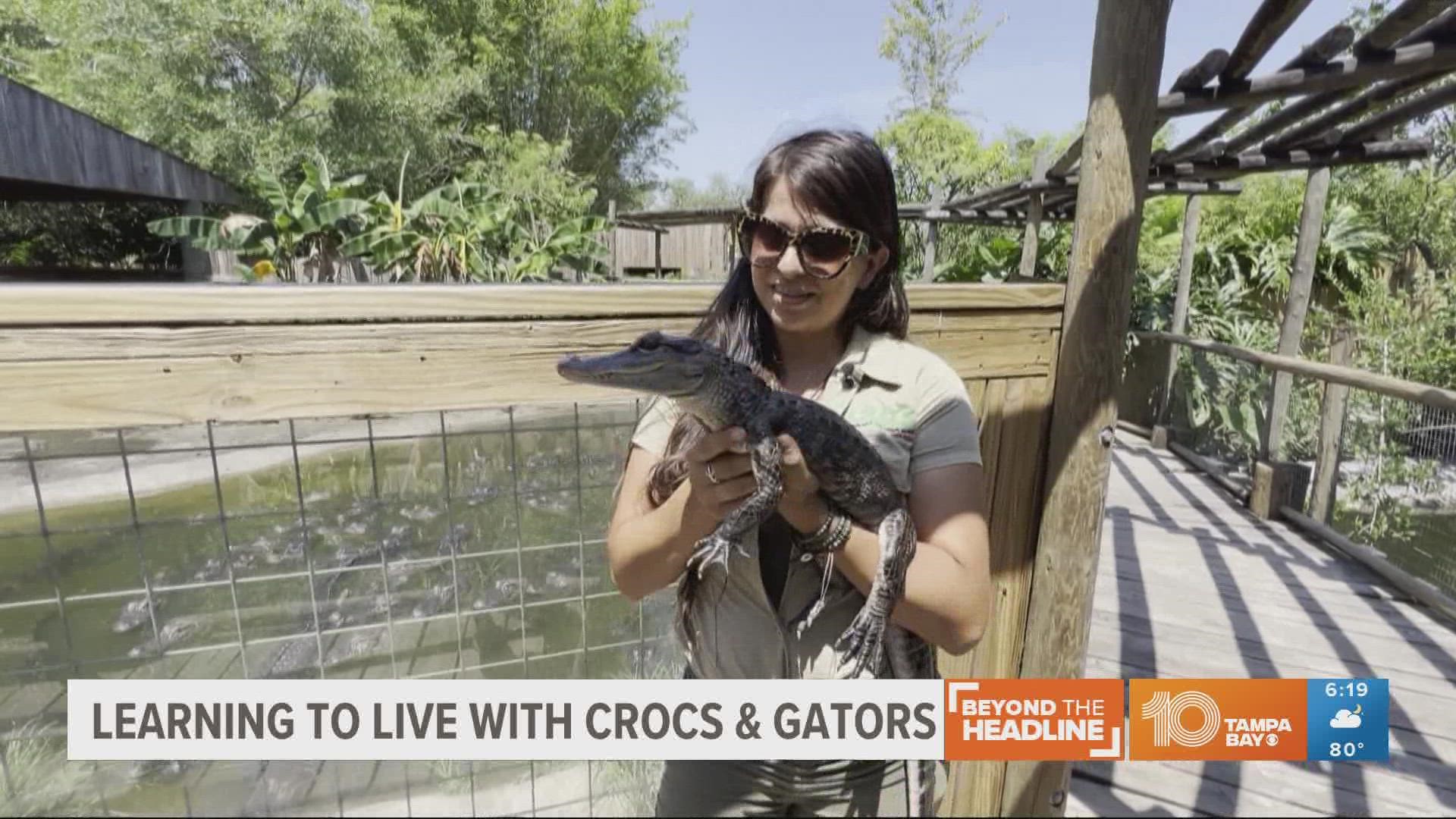 Experts give us tips on how to safely navigate daily life with both crocodiles and gators.