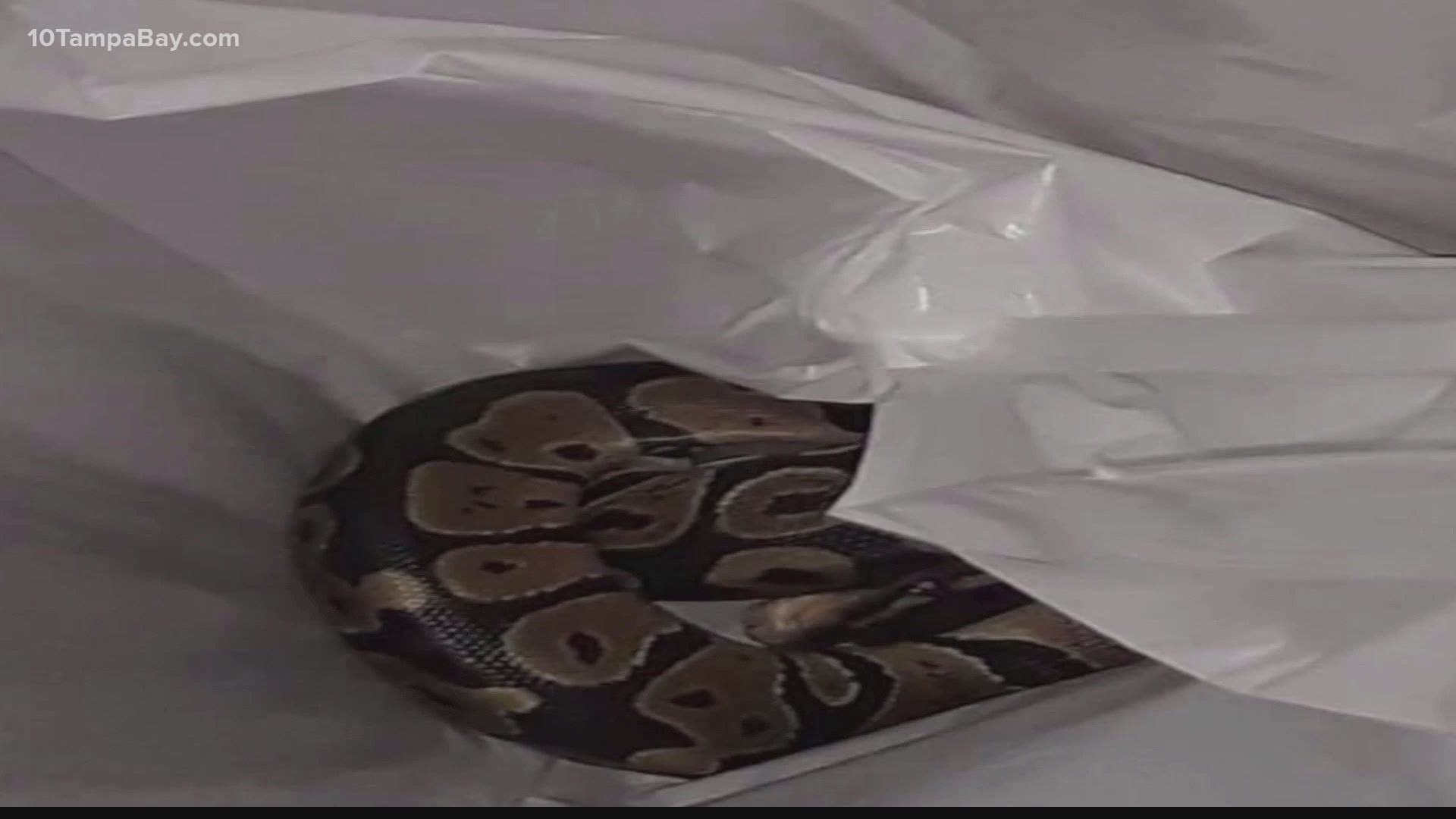 A woman in West Palm Beach says she was shocked when she opened the lid to her washing machine and found a python inside.