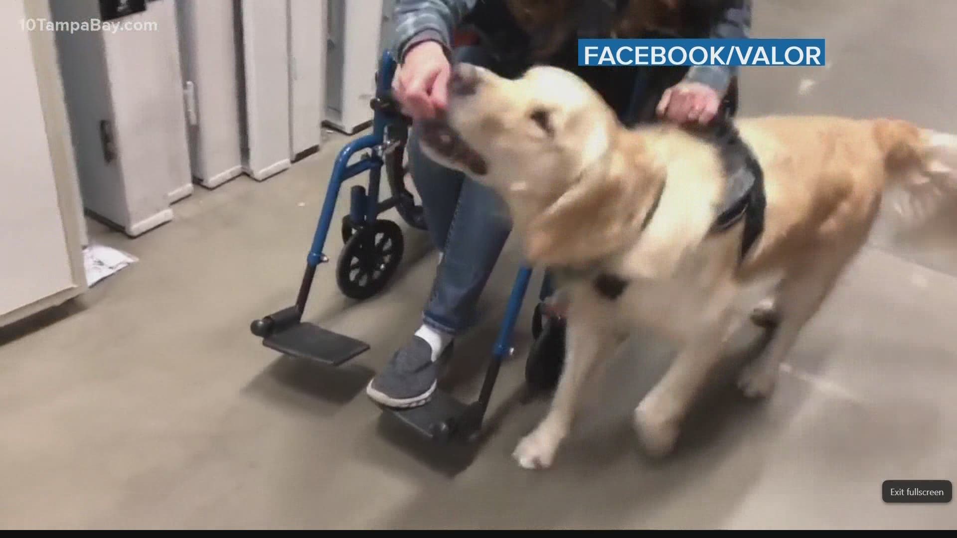 Ryan Bodge served in the Air Force for 27 years. He suffered a traumatic brain injury. His search for things to occupy himself outside military led him to his dog.