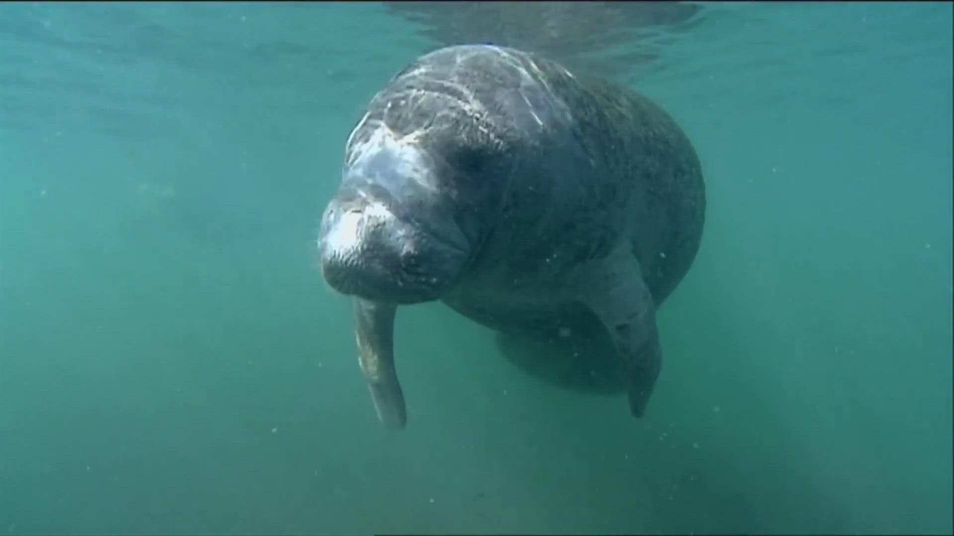 Manatee tours are estimated to have a $20-$30 million impact on the local economy each year.