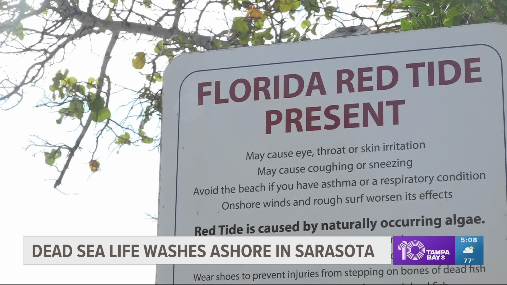Concerns over red tide rise in Sarasota