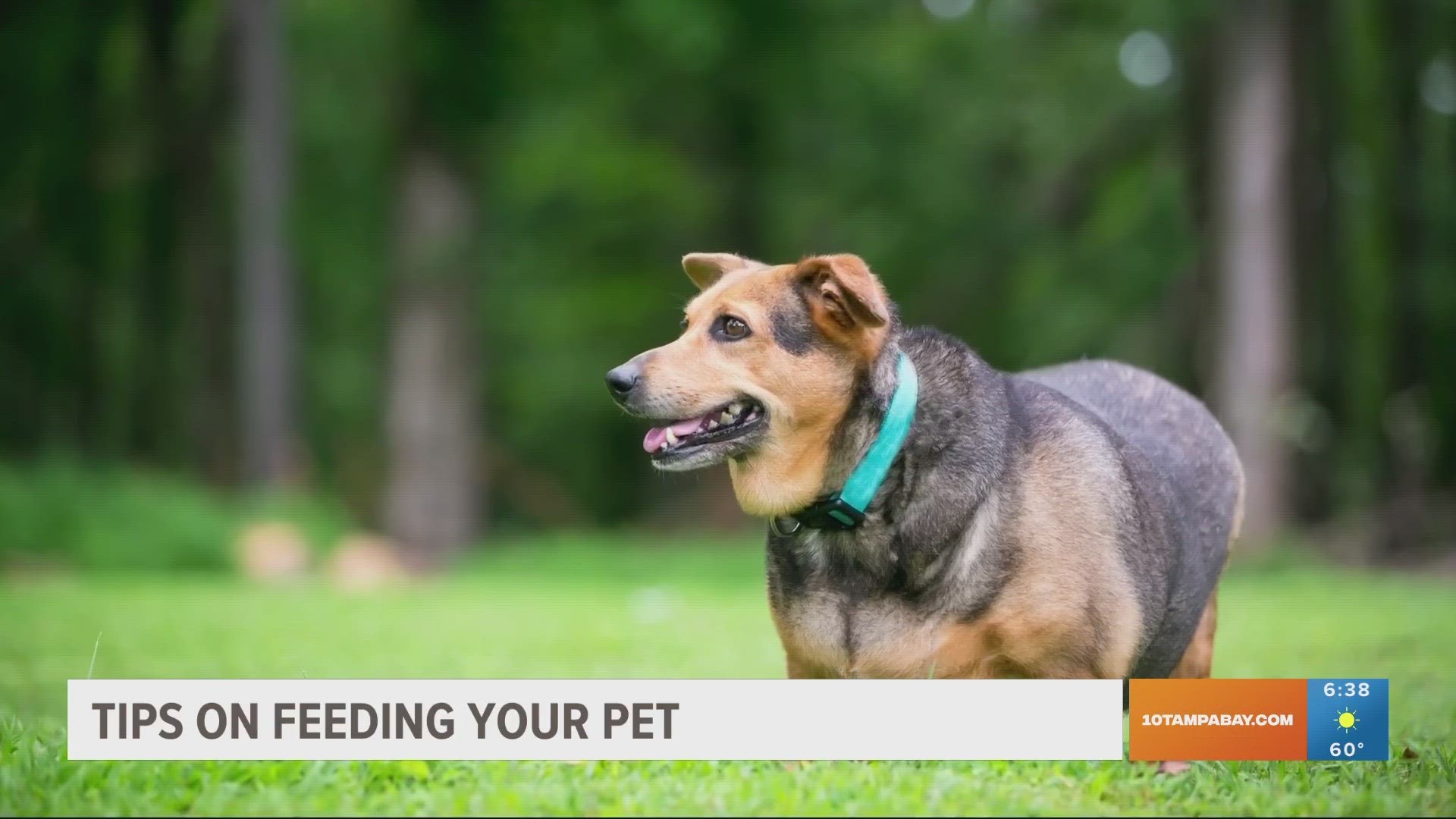 10 Tampa Bay talked to a veterinarian who offered advice on what time to feed your pets, how many times per day and portions.