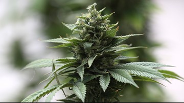 Could 2020 be the year Florida legalizes marijuana?