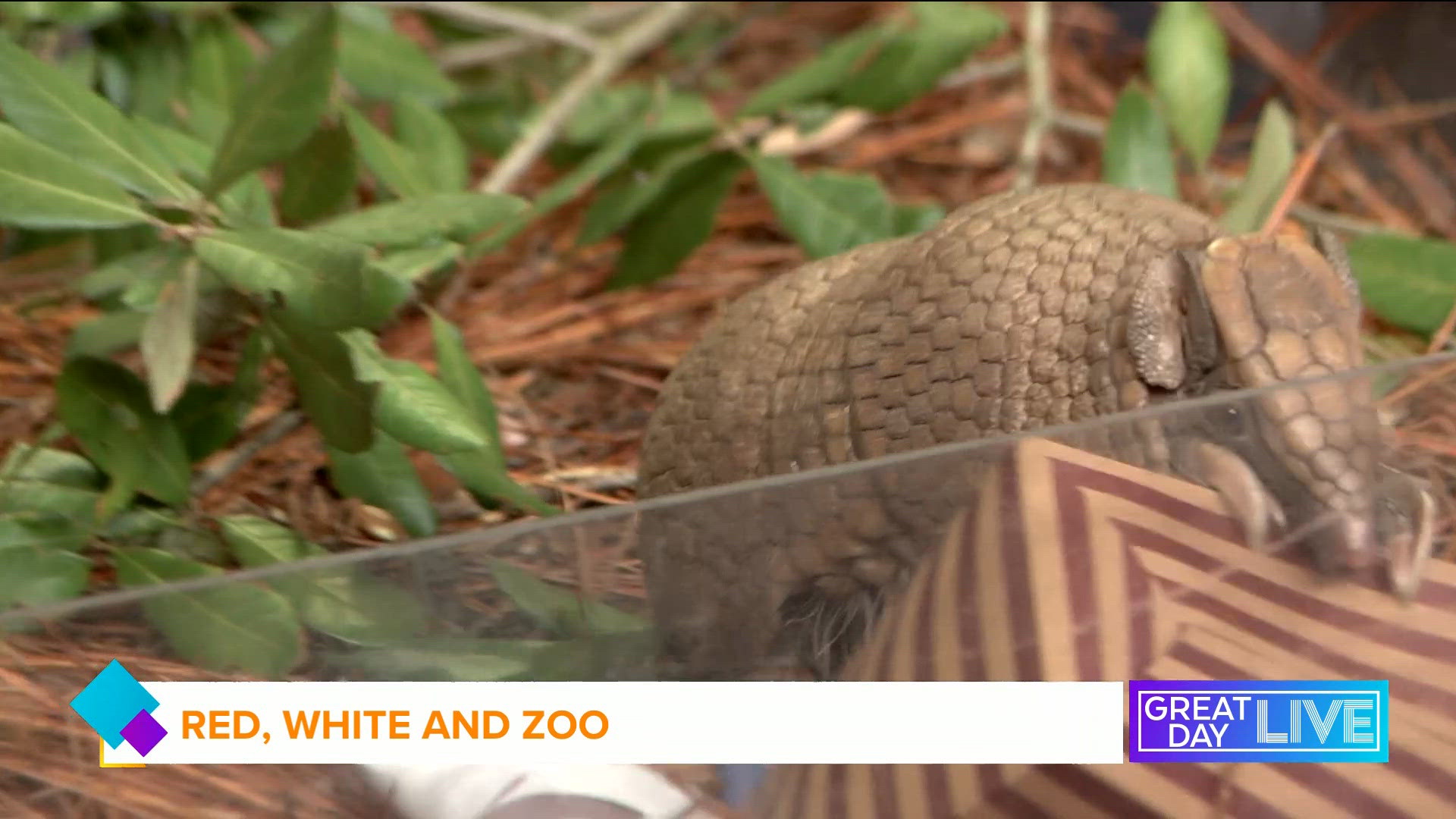 Turtle Charge FWC charges Sarasota County man for sea turtle nest destruction | wtsp.com