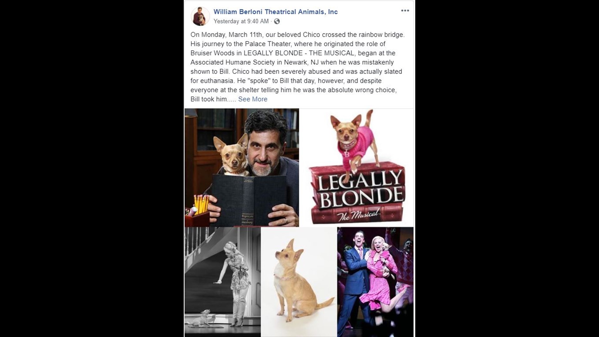 Beloved chihuahua from 'Legally Blonde The Musical' dies