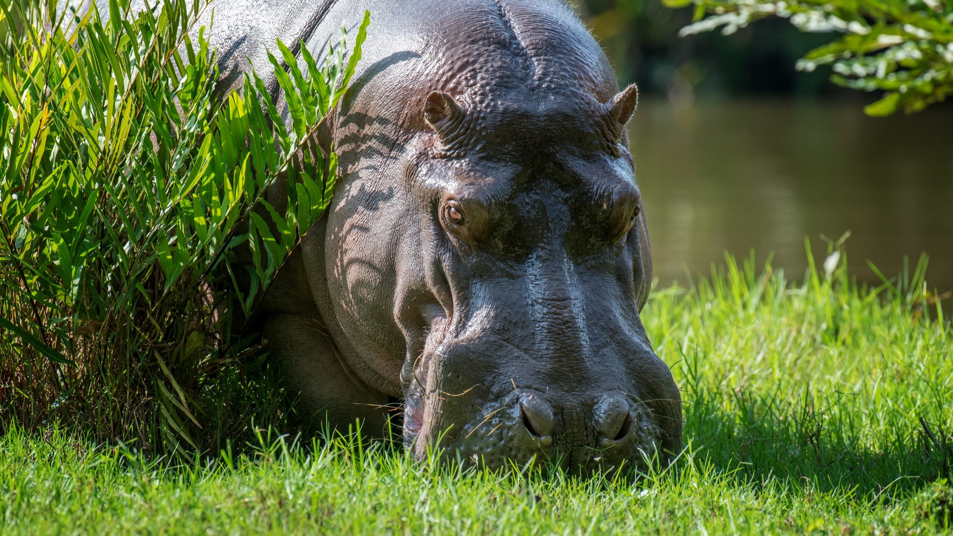 Hippos run wild in Colombia | wtsp.com