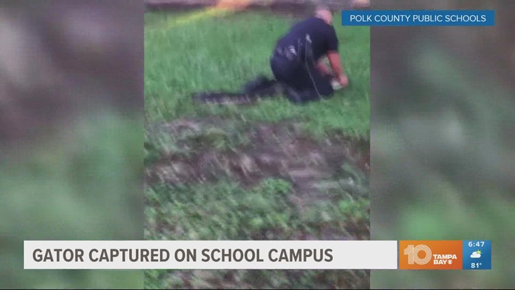 Florida police officer wrangles 7-foot gator at Polk County elementary school