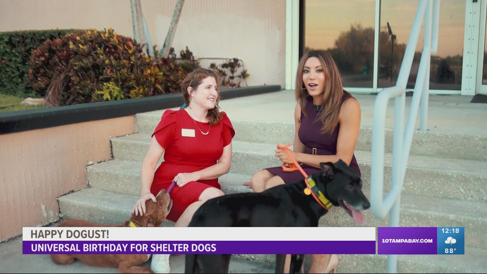 Programs through the Humane Society of Tampa Bay create a permanent bond between a dog and a person looking to adopt.