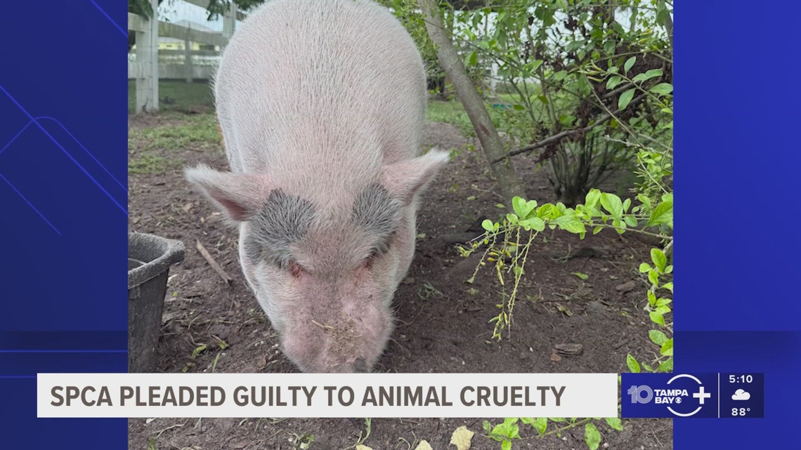 Pigs Injuries SPCA pleaded guilty to animal cruelty after 'Waddles' the pig was found ...