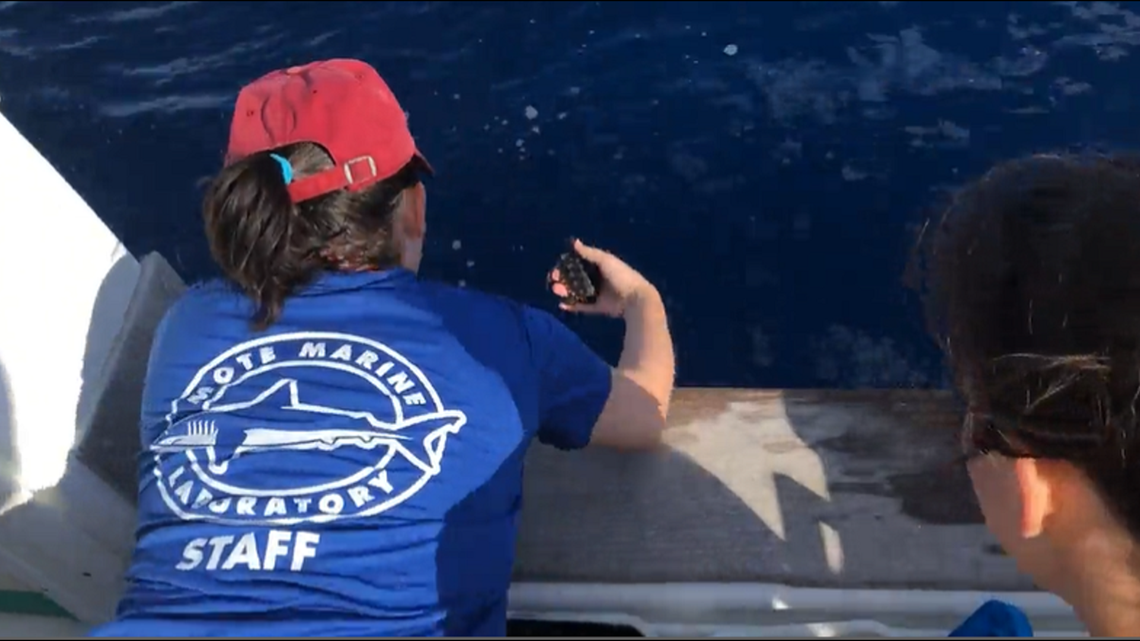 'Tiny bundles of joy' released from southwest Florida aquariums