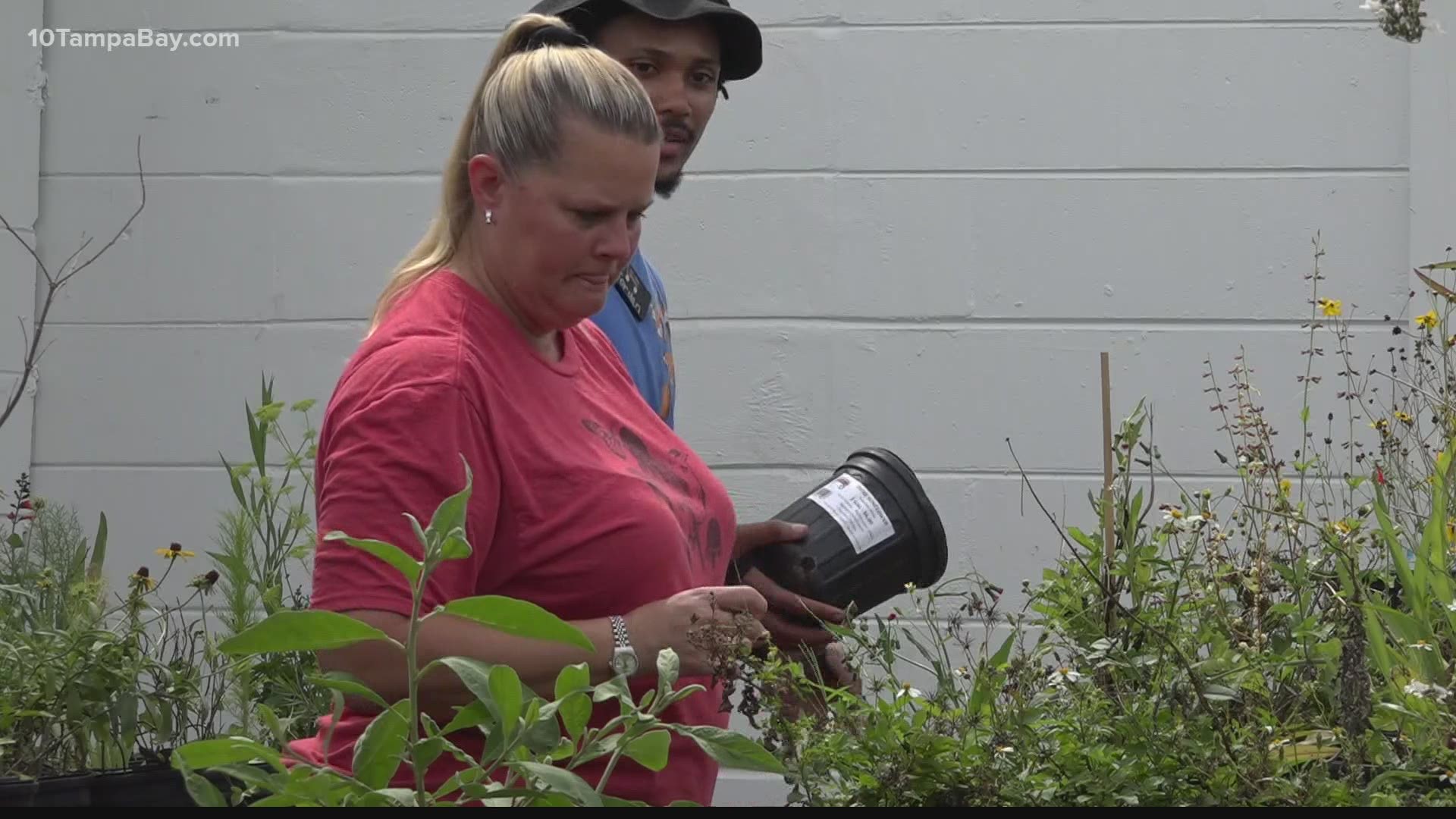 Anita Camacho has spent almost 30 years as an accountant, but her dream is to open a butterfly conservatory in South Tampa behind her nursery.