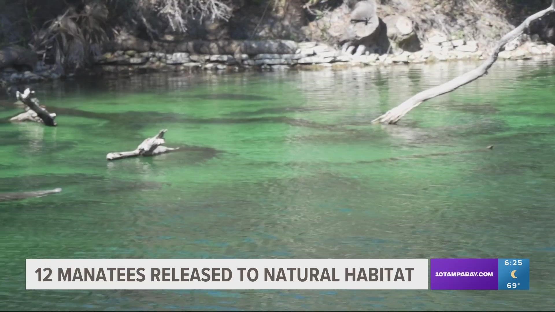 Many of the manatees were rescued as orphaned calves during the ongoing unusual mortality event.
