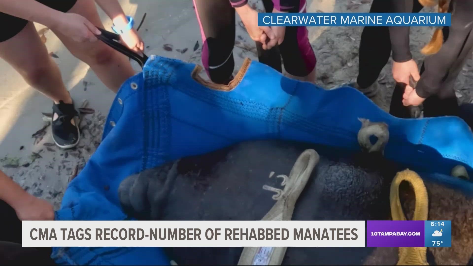 The manatees were released at three different in Florida between Feb. 10 and Feb. 17 by the Manatee Rescue and Rehabilitation Partnership.