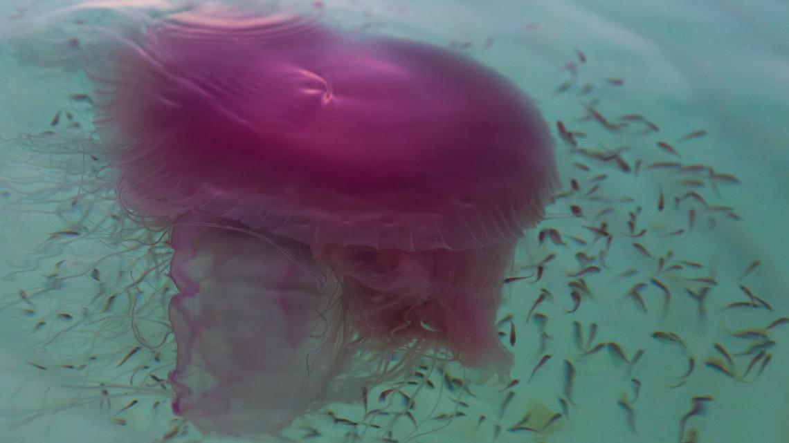 rare jellyfish spotted on florida beach