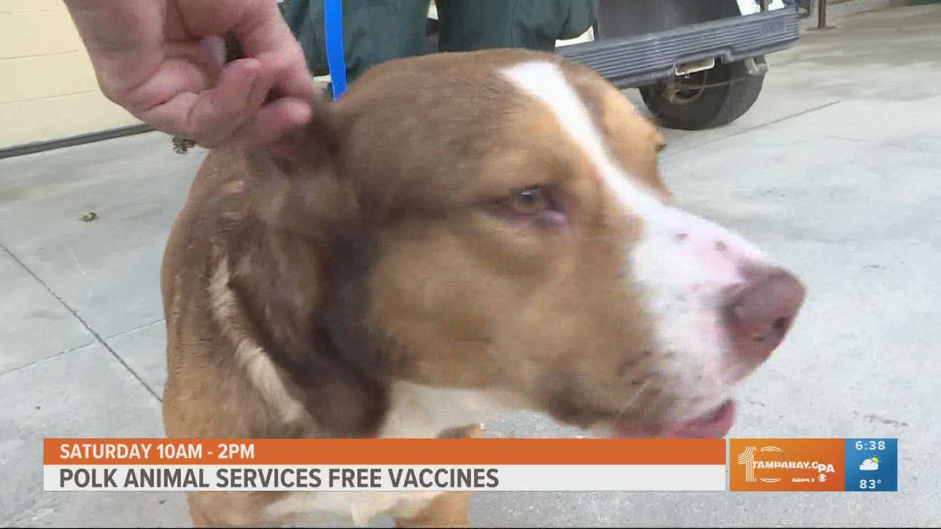 Polk animal control offering free dog and cat adoptions on Saturday | Polk animal control offering free dog and cat adoptions on Saturday |