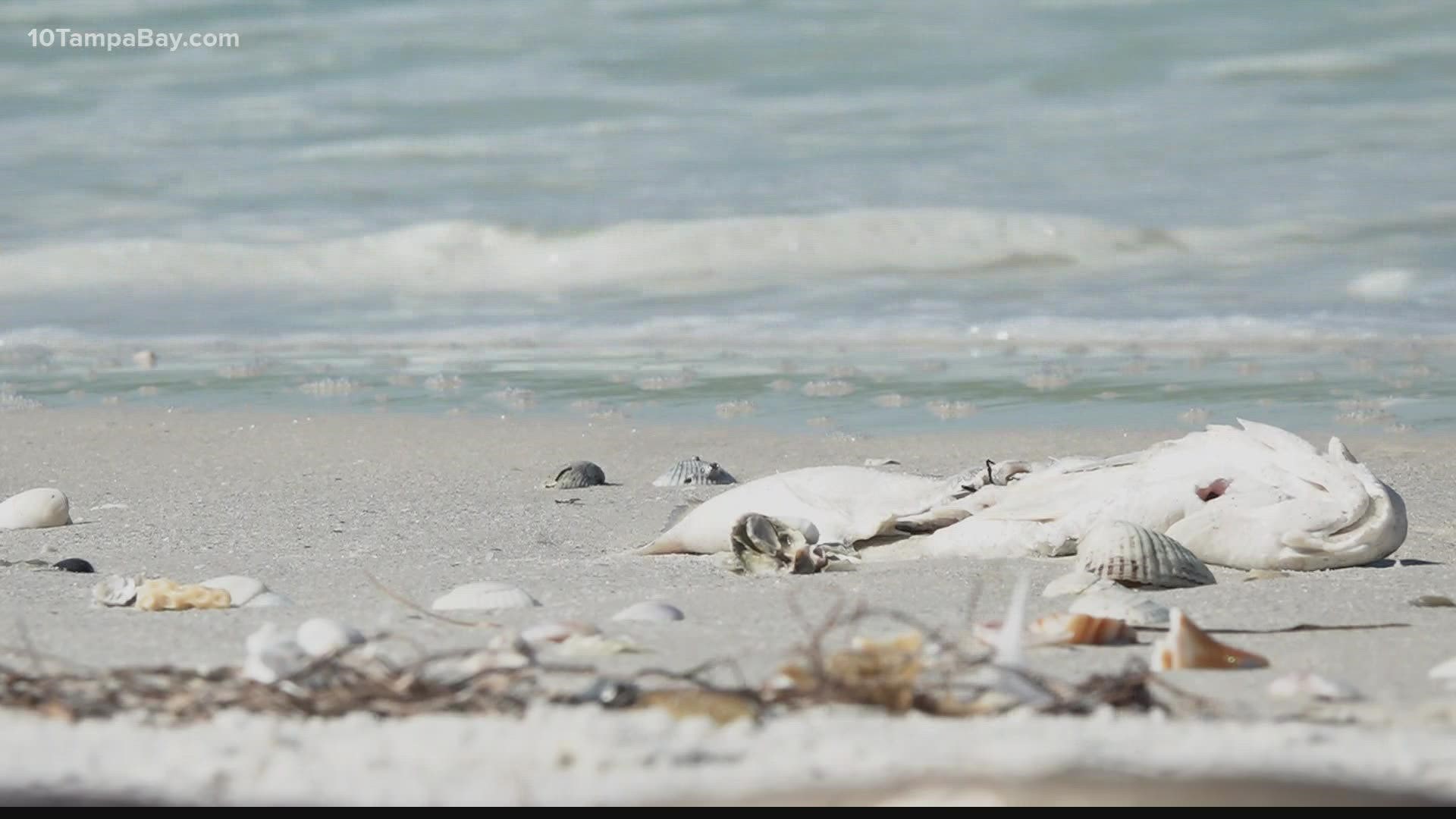Dead fish are still washing ashore on Pinellas County beaches. In spite of that, the most recent report shows conditions are improving.