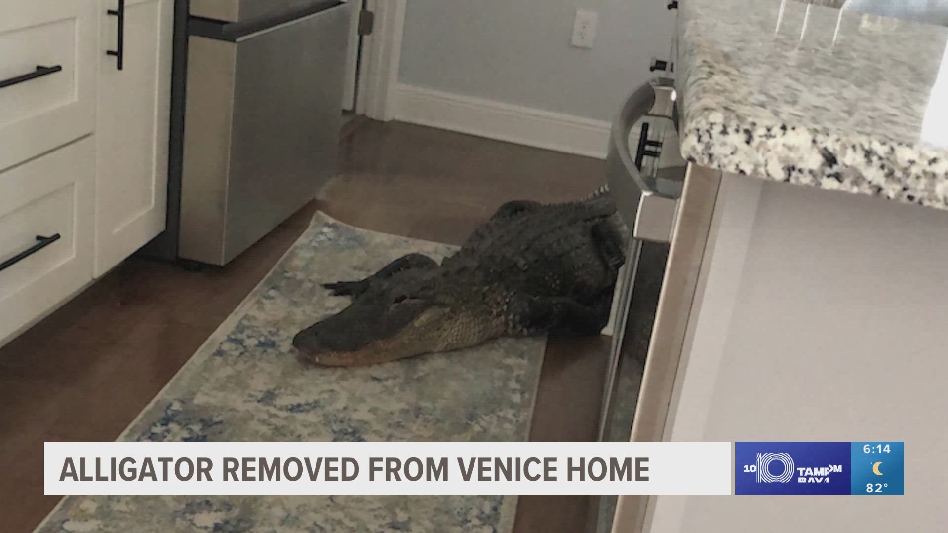 A nearly 8-foot-long alligator pushed its way into Venice homeowner Mary Hollenback's front screen door only latched by a magnet.