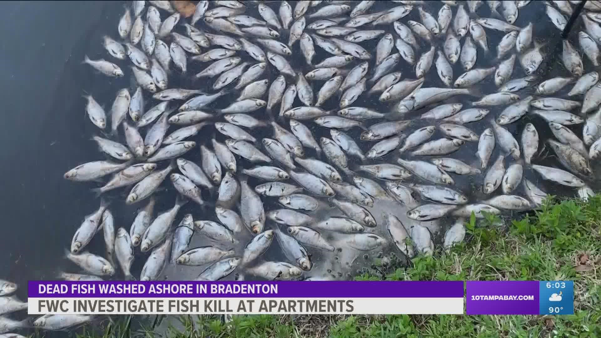 Hundreds of dead fish washed ashore at the lake of the View Waterfront Apartments & Marina over the last few days.