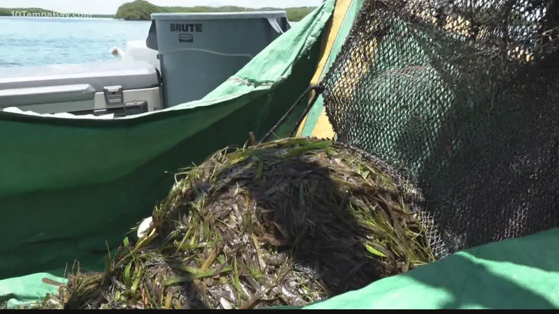 Roughly 200 city employees in St. Petersburg are cleaning up dead marine life, pulling them away from other jobs.