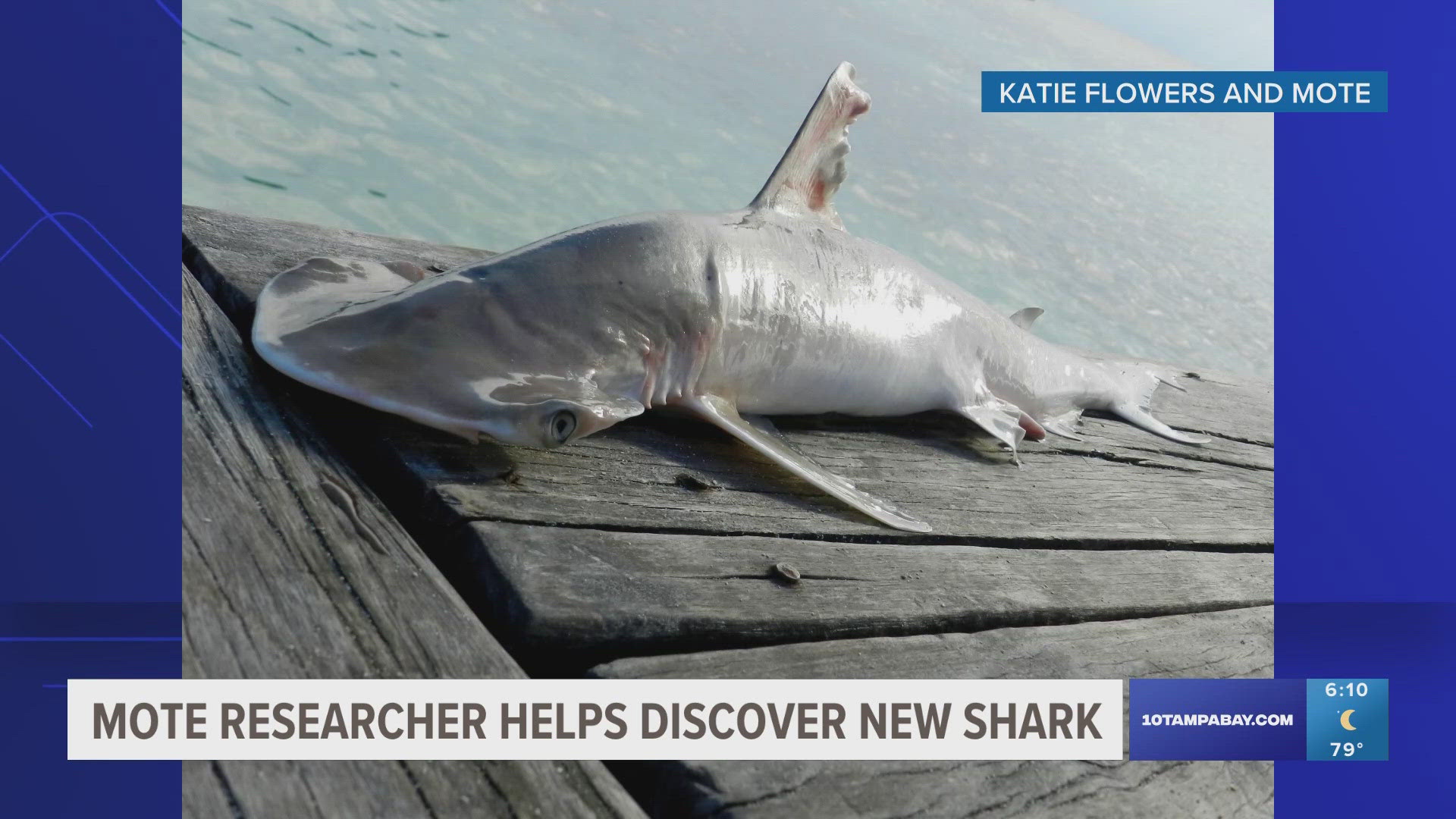 The new animal is a new hammerhead shark species that is named after Paul Allen, who is the co-founder of Microsoft.