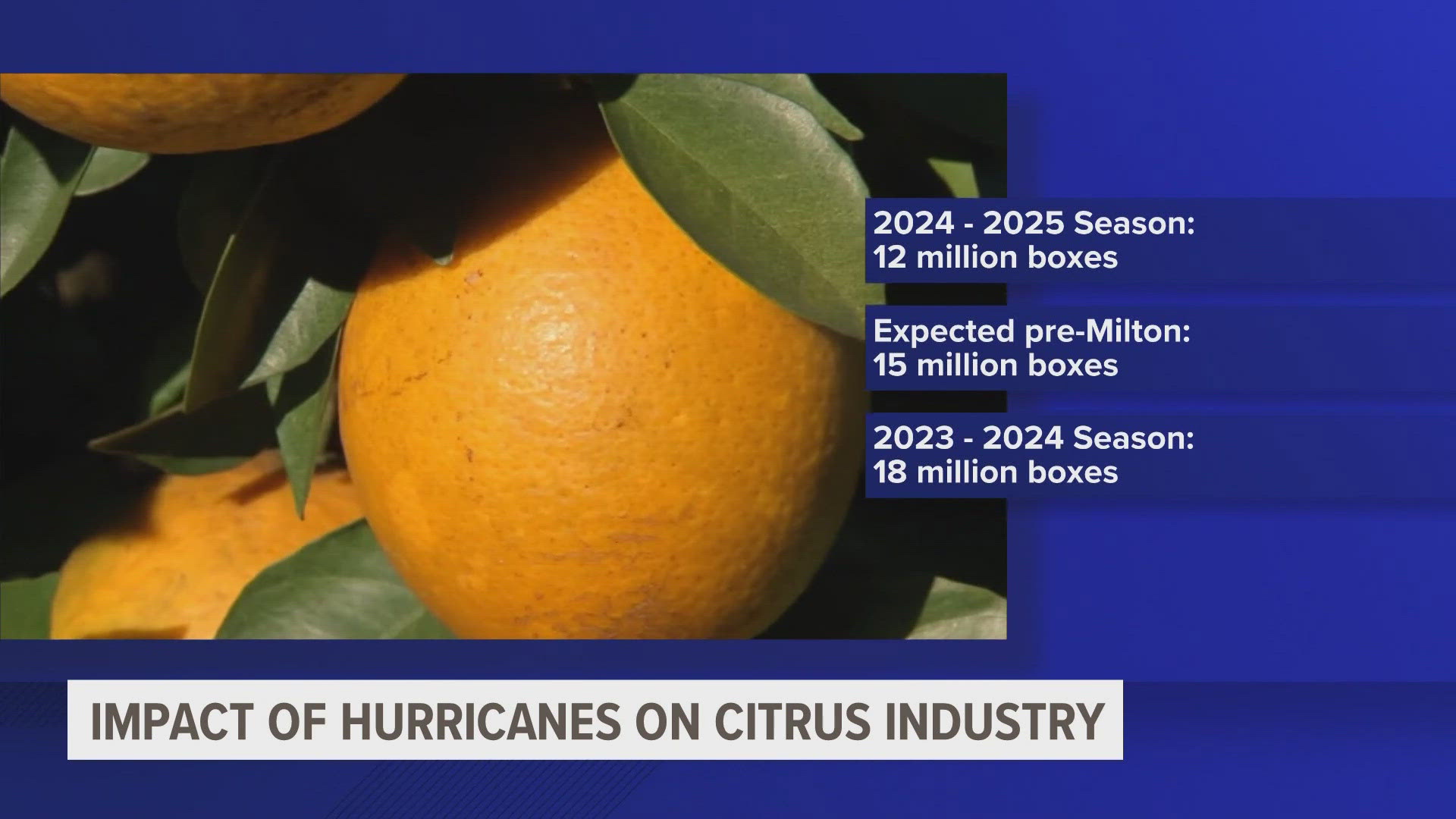 The industry produced 17.96 million boxes of oranges during the 2023-2024 season, which ended in July.