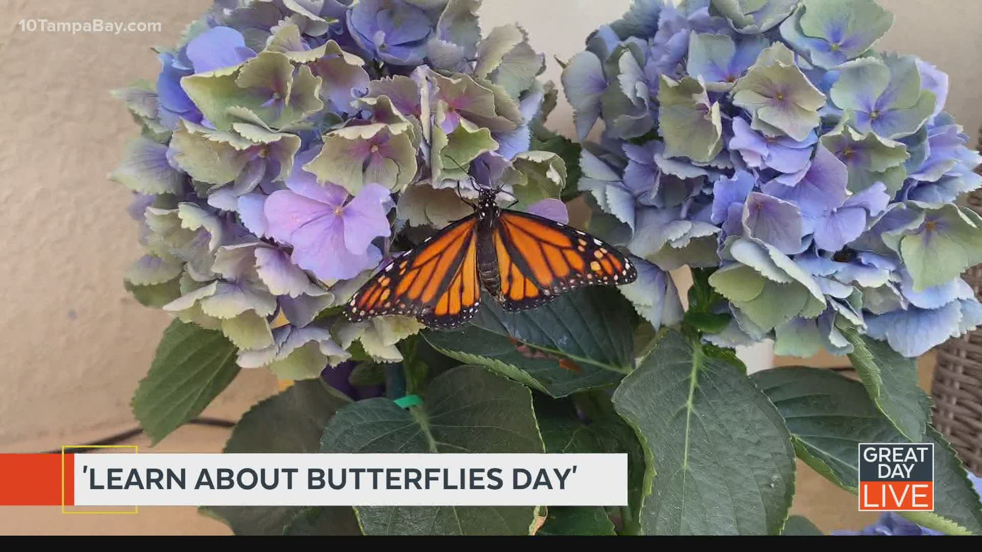 Local business celebrates ‘Learn About Butterflies Day’