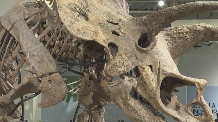 Huge dinosaur fossil on display in Tampa