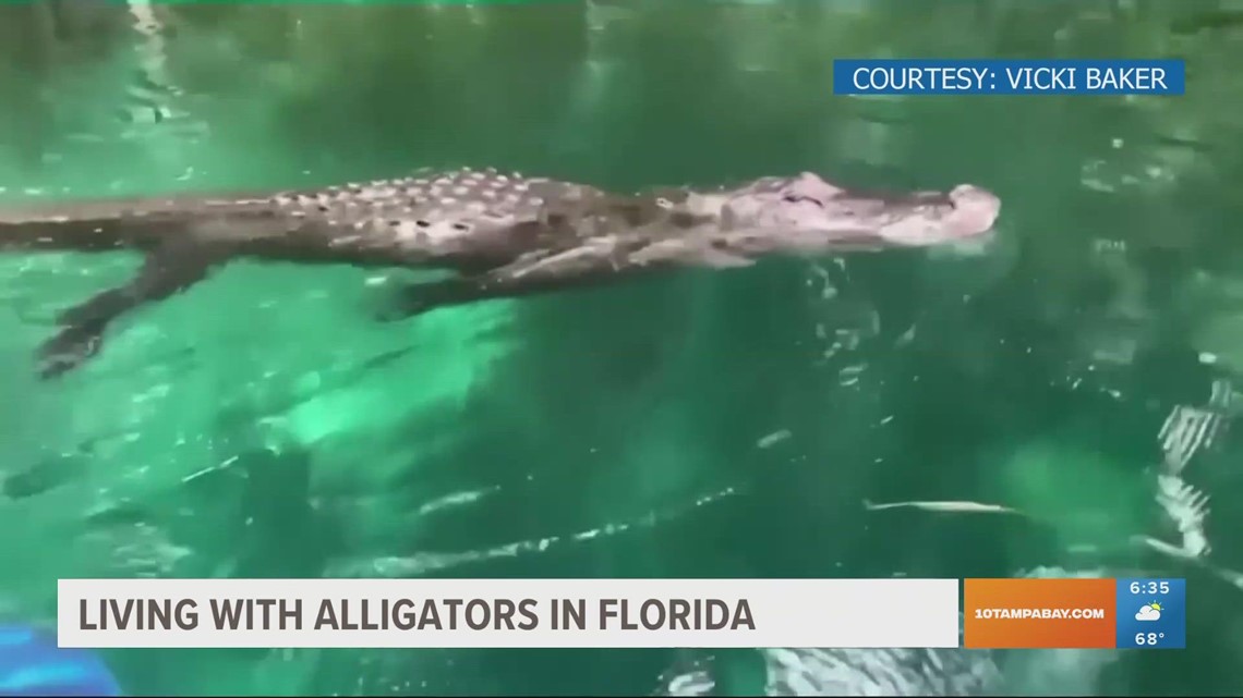 Living with alligators in Florida What you need to know