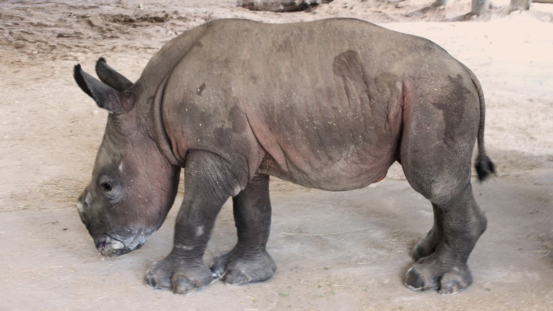 ZooTampa at Lowry Park welcomes baby southern white rhino - Vimarsana News