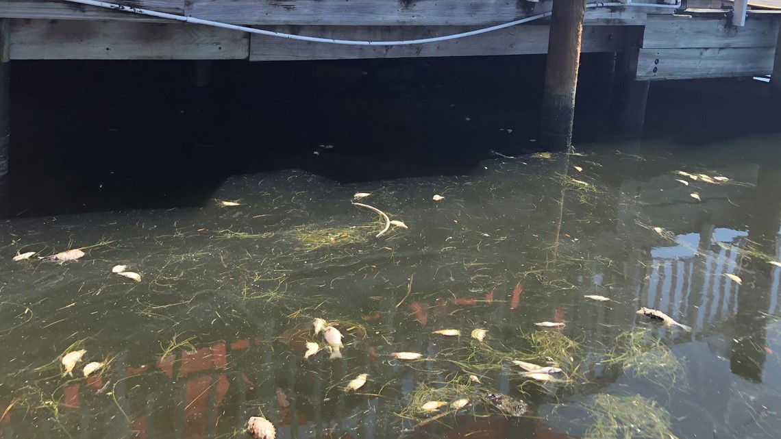 Red tide may be slowing traffic to St. Pete businesses