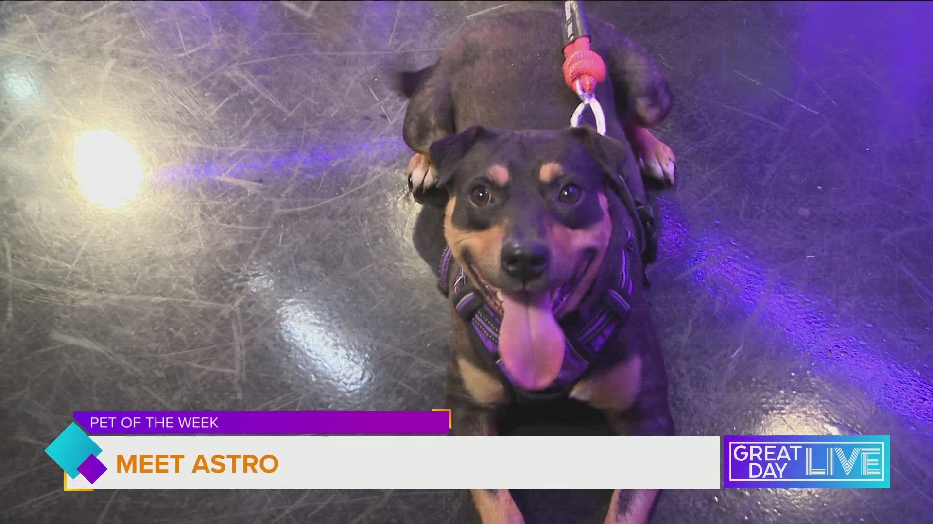 The Humane Society of Tampa Bay hopes to find a great home for Astro