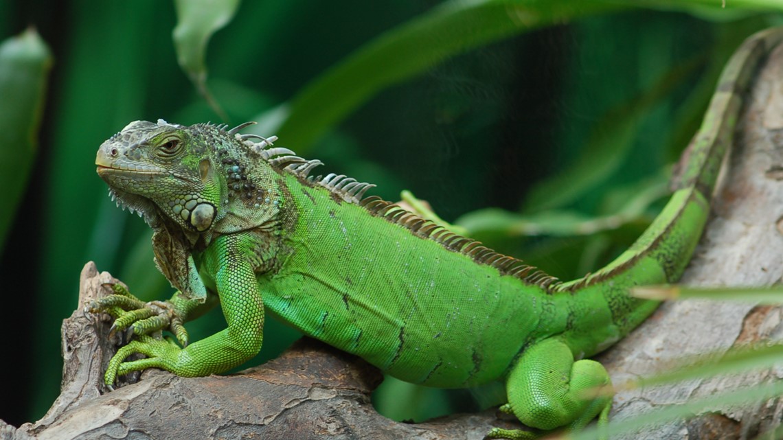 native and invasive animals in florida | wtsp.com