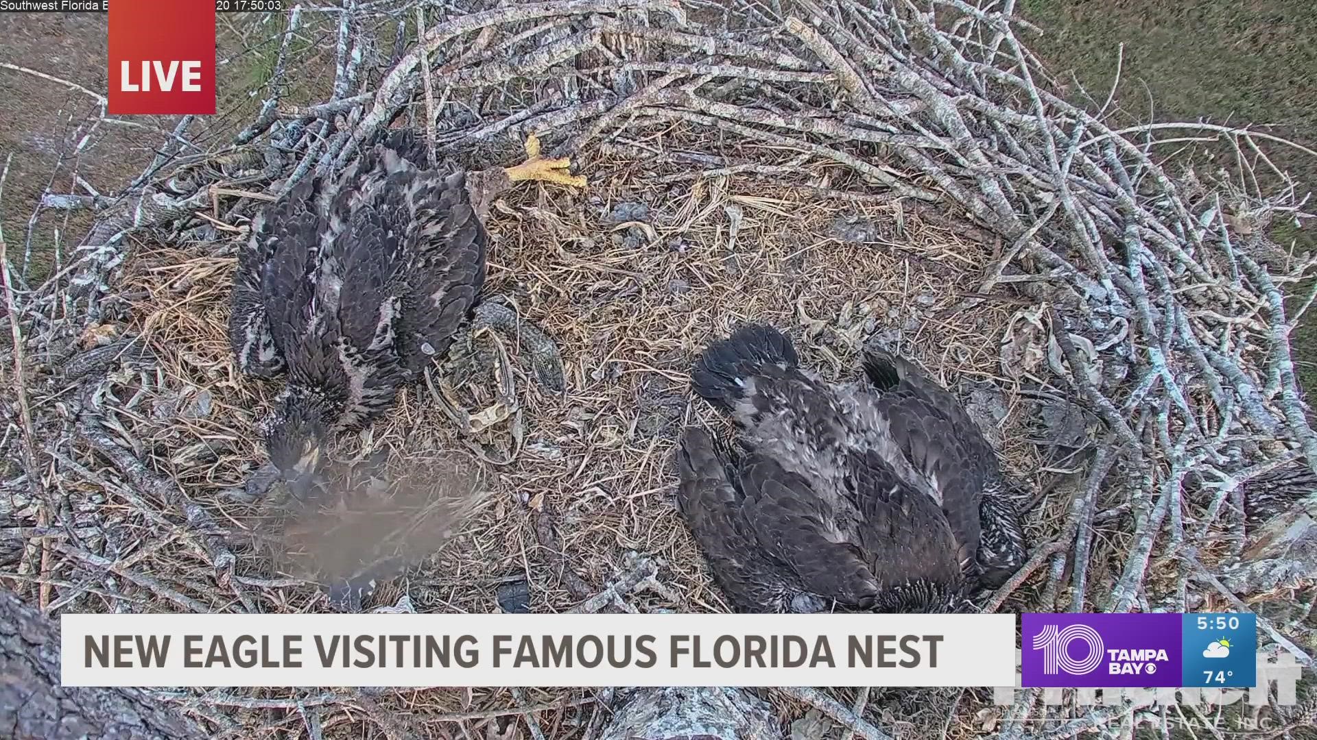 The beloved Southwest Florida eagle, Harriet, still hasn't returned to the nest after disappearing toward the beginning of February.