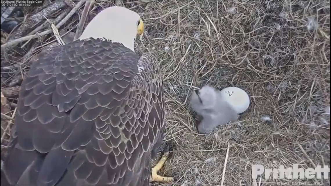 Southwest Florida Eagle Cam E14 died from rat poisoning | wtsp.com