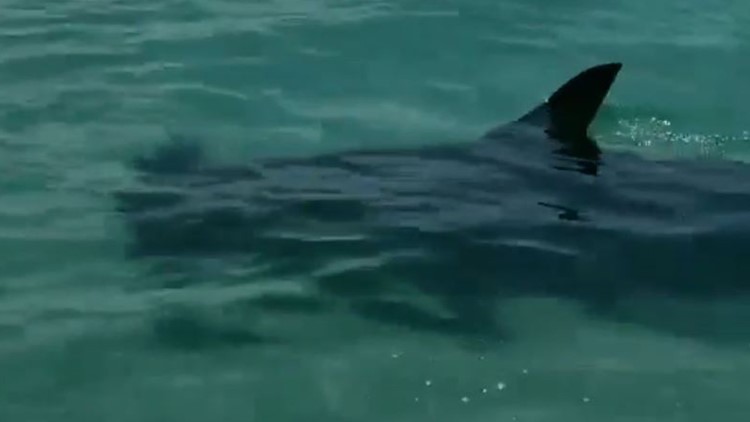 Sharks Spotted Swimming Close To Shore Along South Beach Wtsp Com
