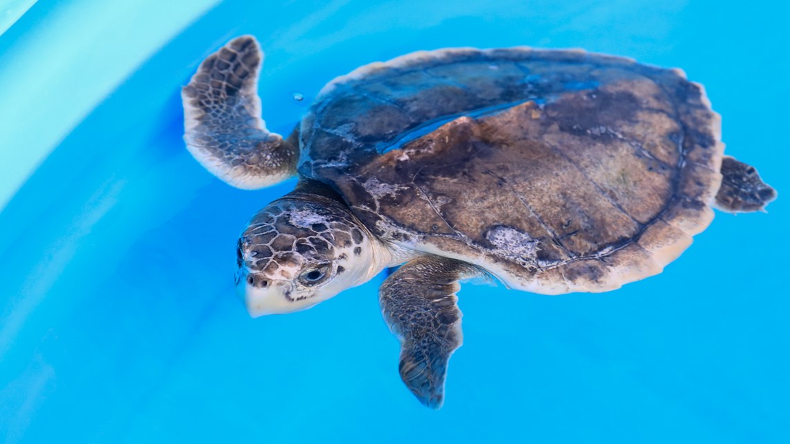 Clearwater Marine Aquarium releases Pebbles the sea turtle